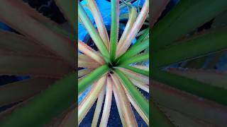 Bromeliads green ornamentalplants outdoorplant minmini [upl. by Zoarah984]