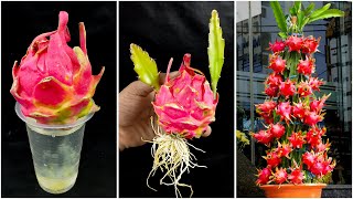 How to grow dragon tree from dragon fruit  With use of rooting hormone [upl. by Dumah438]