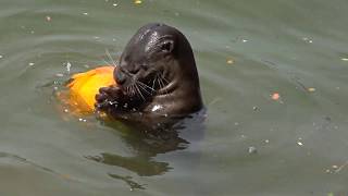 Wild Otter eating fish at Boat Quay Singapore 20190902 1430 1080p [upl. by Kliman]