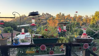 Hummingbird LIVE Cam Bath amp Feeding Robbie and Gary Gardening Easy is live [upl. by Treat791]