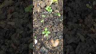 Stop Buying Worm Castings How to Get Them for Free in Your Garden [upl. by Grearson]