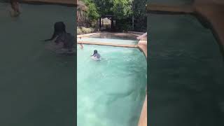 Fun diving😂😂 diving funnyvideo funnyshorts followformore [upl. by Hgielanna]