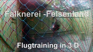 3D Falknerei Felsenland Flugtraining [upl. by Griffith23]