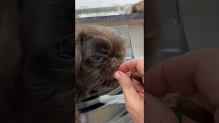 feeding the Brussels griffon puppy shortsbrusselsgriffongriffonspuppylifegriffonpuppy [upl. by Dahaf199]