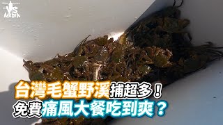 台灣毛蟹野溪捕超多！免費痛風大餐吃到爽？《VS MEDIA》 [upl. by Airebma]