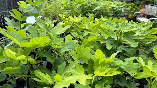 From Cutting to Tree Transforming a Fig Cutting into a Majestic Tree  Part 2 [upl. by Gardel]