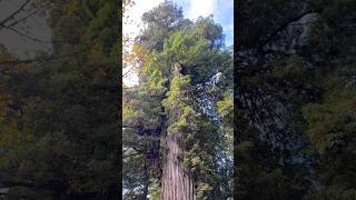 Big Tree Prairie Creek Redwoods California roadtrip big tall huge biggest tree epic rush [upl. by Boy502]