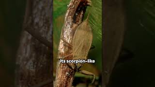 Water Scorpion The Aquatic Predator insects animals WaterScorpion [upl. by Edgard]