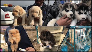 Wholesale Dog Market At Ludhiana Dog Show 27 January 2019 [upl. by Nhtanhoj]