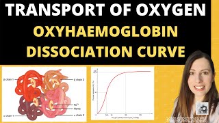 Alevel Biology Structure of HAEMOGLOBIN and Oxyhaemoglobin dissociation curves [upl. by Leay135]