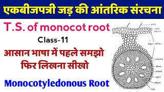 एकबीजपत्री जड़ की आंतरिक संरचना  ts of monocot root under microscope  ek bij patri jad ki kaat [upl. by Mclain841]