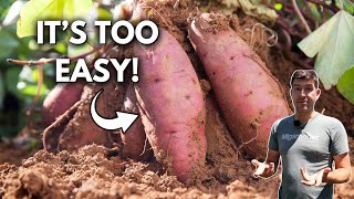 Everything to Know How to Grow Sweet Potatoes in Containers [upl. by Enial]