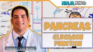 Endocrinology  Pancreas Glucagon Function [upl. by Yenterb]