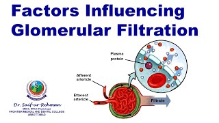 Factors Influencing Glomerular Filtration [upl. by Eilliw33]