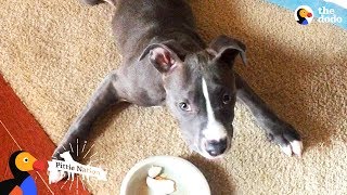 Pittie Puppy Is Pure Inspiration  The Dodo Pittie Nation [upl. by Fifi]