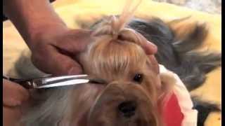 Yorkshire Terrier Show Grooming Part 2 of 2  Show Prep [upl. by Enaelem900]