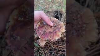 Amanita rubescens variedad robusta [upl. by September]