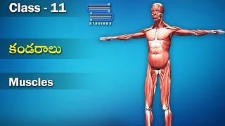 కండరాలు – Muscles  Locomotion and movement  Biology Telugu  Class 11  Inter 2nd Year [upl. by Vilma842]