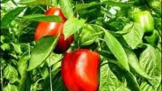 278 How to Capsicum seedling by sadhnas terrace garden and home [upl. by Jeanna]