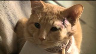 Hes my sons little hero Cat takes a bullet and saves 3 year old in York [upl. by Dara]