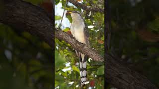 Mangrove Cuckoo Bird Song Video Peaceful Nature Sounds [upl. by Robinia]