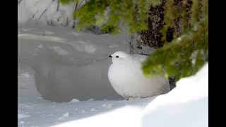 Rock ptarmigan in winter  冬のライチョウ [upl. by Cleti]