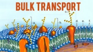 Bulk Transport [upl. by Needan774]