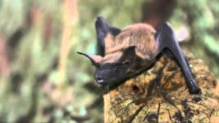 Fun Facts About Bats [upl. by Tran]