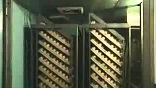 Chicken poultry hatching technology by automatic incubator [upl. by Ridinger]