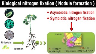 Biological nitrogen fixation  nodule formation symbiotic and asymbiotic nitrogen fixation in Hindi [upl. by Ylrebmic]