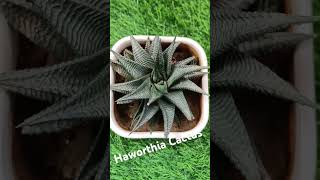 Haworthia Cactus Plant [upl. by Goetz]