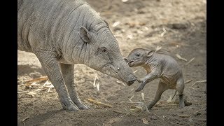 Babirusa Piglet Plays with Mom at the San Diego Zoo [upl. by Almena]