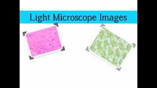 Comparing Microscopes [upl. by Asilet]