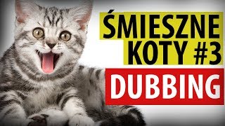 ŚMIESZNE KOTY 3 😂 DUBBING MATT OLECH [upl. by Herrah427]