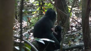 Crested Macaque Macaca nigra Tangkoko Sulawesi Indonesia 22 Aug 2014 33 [upl. by Kreis911]