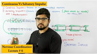 Propagation of Action Potential [upl. by Laux]