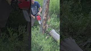 Milwaukee Top Handle Chainsaw cutting down a tree [upl. by Ahsiekit]