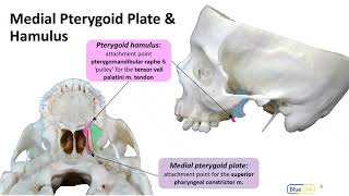 Infratemporal Fossa LO  Pterygoid Plates [upl. by Terrye304]