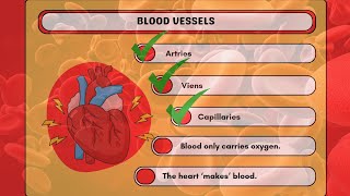 Inside Your Blood Vessels Exploring Arteries Veins amp Capillaries [upl. by Terence]