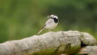 White Wagtail Motacilla alba  Bachstelze [upl. by Naillig689]