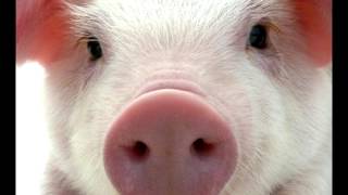 돼지 울음 소리 Pig Sniffing amp Squealing Sound Effect  Free Sound Effect [upl. by Ettedanreb]