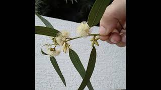 🌹☆¹⁰•⁶ Flowering Eucalyptus species unknown in JamunMyrtle Family Myrtaceae [upl. by Naimerej]