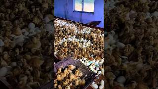 Duck farm workers sorting newborn ducklingsshorts [upl. by Jeth702]