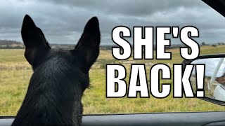 The Boss is Back Australian Sheep Farm Vlog [upl. by Yacov898]