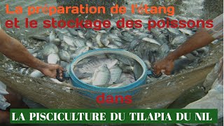 Les étapes pour réussir la pisciculture du tilapia du Nil Oreochromis Niloticus  Partie 2 [upl. by Notak]