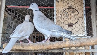 Beautiful Nest Cooing Sound of Frosty Eurasian Collar Dove [upl. by Glovsky44]