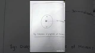 Diakinesis of Prophase I of Meiosis I  Cytological Slide Practical for BSc MSc Zoology [upl. by Latreese330]