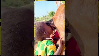 Baby Human Goes Wild Sipping Milk Like a Goat BabyDrinksMilk FunnyBabyMoments UnbelievableScene [upl. by Arihat]