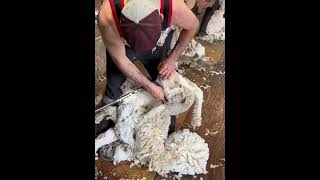 How to Harvesting Wool  Amazing Sheep Factory Wool Processing Mill  Modern Sheep Shearing [upl. by Atreb805]