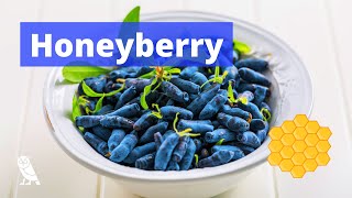 What are Honeyberries Haskap  Fruits You Probably Never Heard Of  Ep 14 [upl. by Woolley]